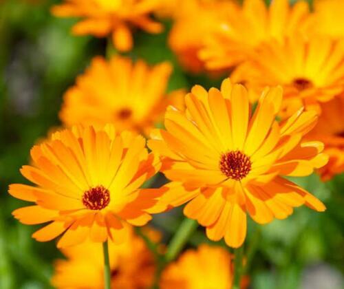 Calendula officinalis flower extract