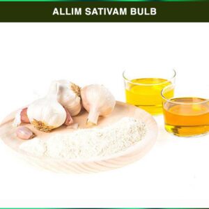 Allim Sativam Bulb