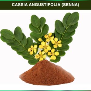 Cassia angustifolia (senna)