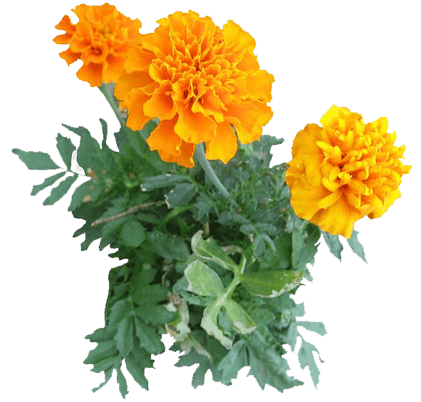 marigold lutein